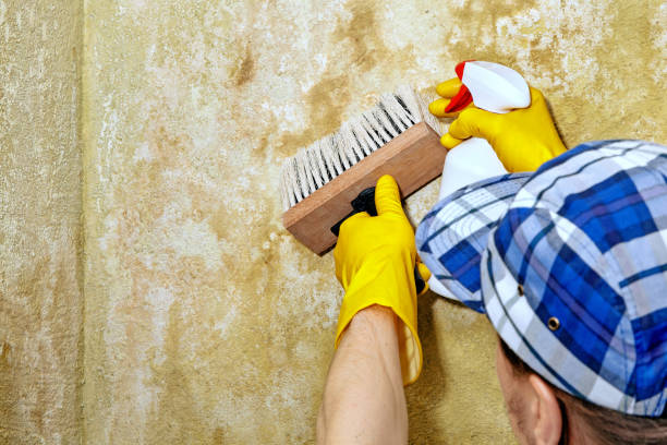 Best Mold Prevention Services  in Dunlap, TN